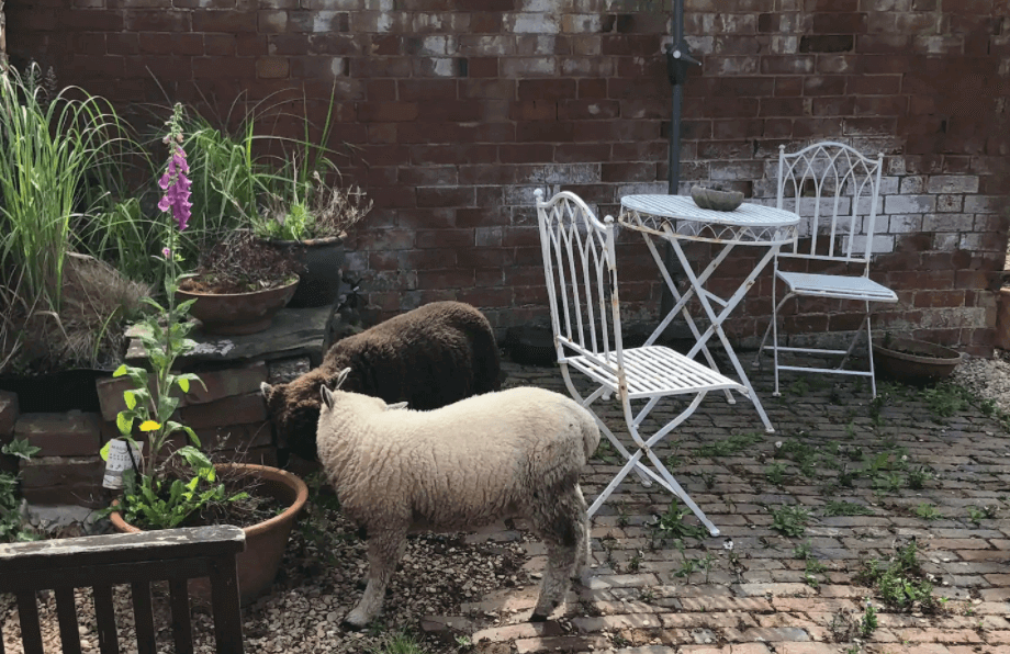 Sheep in the courtyard