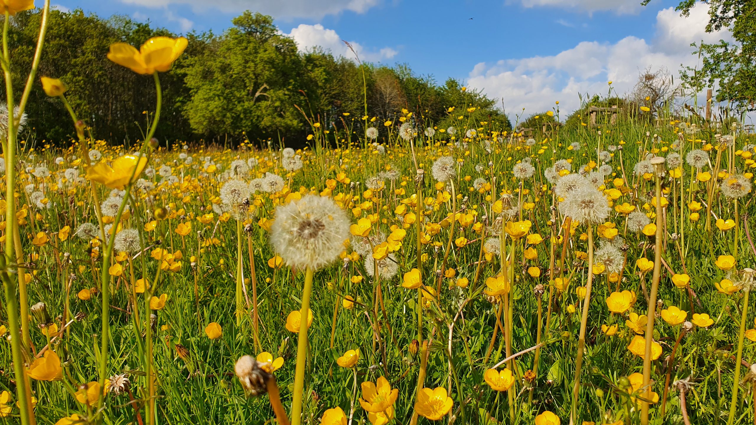 Buttercups and dandelions in the meadow