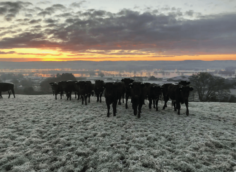 cattle on a wintry hill